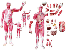 人体标本-我国的解剖学研究
