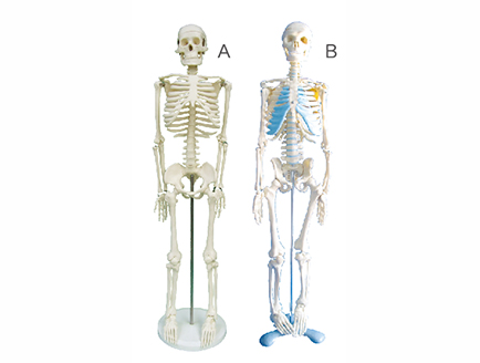 ZM1003 人体骨骼模型