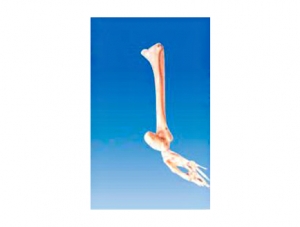 ZM1027-4 足骨、腓骨和胫骨模型