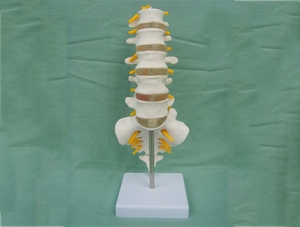 ZM1023-12 5节腰椎带骶骨附突出模型