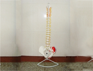 ZM1023-9 脊椎带骨盆腿骨附肌肉模型