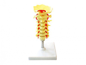 ZM1021  枕骨颈椎和椎动脉脊神经模型