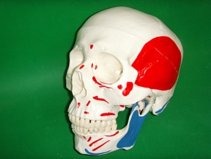 ZM1006 头颅骨附肌肉着色模型