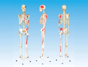 ZM1001-4 人体骨骼附关节韧带和肌肉起止点着色模型