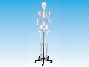 ZM1001-1 男性全身骨骼模型