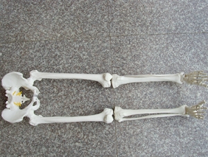 ZM1024-2 骨盆带腿骨