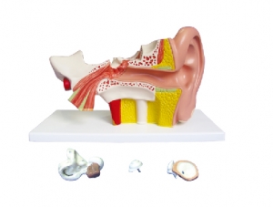 ZM1130-1 耳（外、中、内）解剖放大
