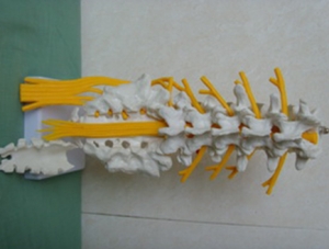 ZM1146-1 腰椎带骶骨附神经模型
