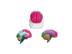 ZM1167 大脑分叶模型