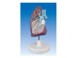 ZM2013 肺病理模型