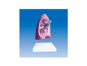 ZM2015 气管、支气管和肺解剖模型