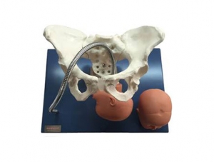 ZMJY/F-0011  带有胎儿头的骨盆模型