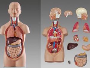 ZMJY/A5003 人体躯干模型