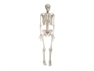 ZMJY/A0001 全身骨骼模型（男）