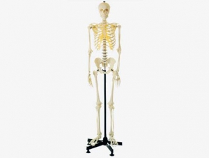 ZMJYA0004  全身骨骼模型(45cm)