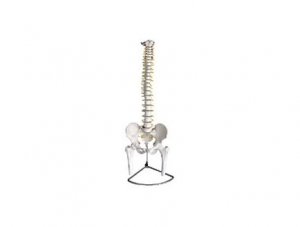 ZMJY/A1002 脊柱骨盆和股骨