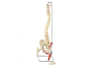 ZMJY/A1004  脊柱、骨盆股骨头半边肌肉模型