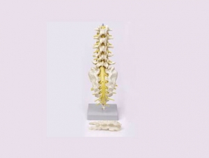 ZMJY/A1009 腰椎、骶骨骨与脊髓神经