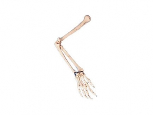 ZMJY/A1012 手臂骨模型