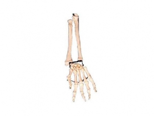 ZMJY/A1013 手臂骨带尺骨及桡骨模型