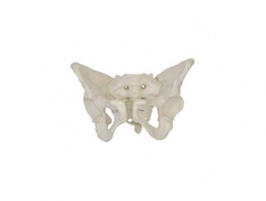 ZMJY/A1018 女性骨盆模型