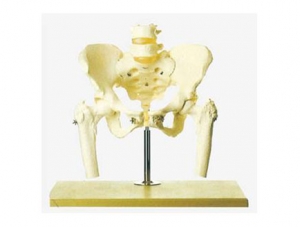 ZMJY/A1021  骨盆带两节腰椎附半腿骨模型
