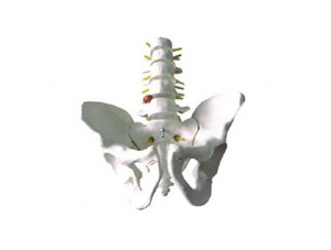 ZMJY/A1023  骨盆带五节腰椎模型