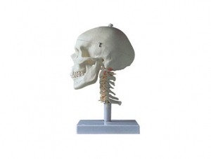 ZMJY/A2004 头骨带颈椎模型