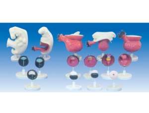 甘肃ZM6020 人体胚胎模型（每套17只）