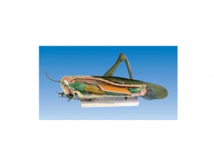 ZM7010 蝗虫模型