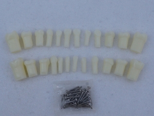 ZM-DSC01249_D6乳牙单直根密胺脂牙