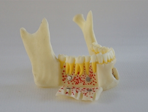 ZM-DSC02002_P1仿真下颌骨解剖模型