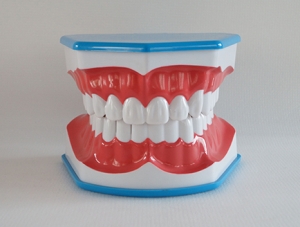 ZM-DSC02049_N14蓝色刷牙模型