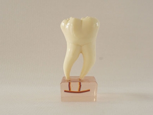 ZM-DSC02172__C20六倍正常牙齿解剖