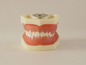 ZM-DSC02187_L1牙龈病模型