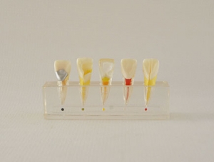 ZM-DSC02228_M6牙体牙髓临床模型