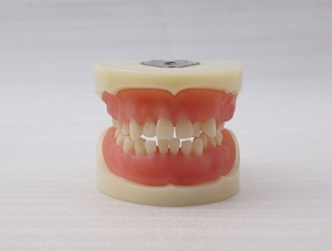ZM-DSC02381_E15医师认证拔牙模型