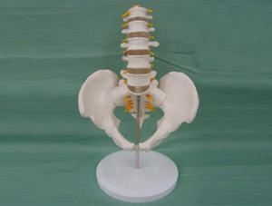 ZM1023-11-1 5节腰椎带骨盆腿骨模型（自然大）