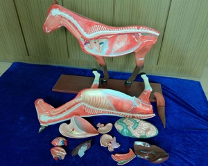 马模型解剖