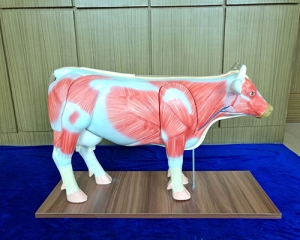 宜昌肌肉展示