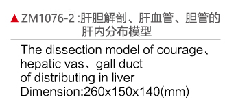 ZM1076-2 肝胆解剖、肝血管、胆管的肝分布