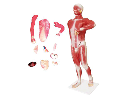 ZM1068 人体肌肉及胸腹腔脏器解剖模型