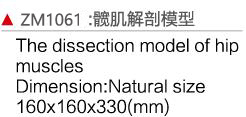 ZM1061 髋肌解剖模型