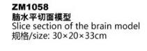 ZM1058 脑水平切面模型