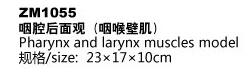 ZM1055咽腔后面观（咽喉壁肌）