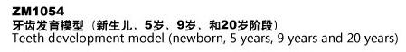 ZM1054牙齿发育模型（新生儿、5岁、9岁、20岁阶段）