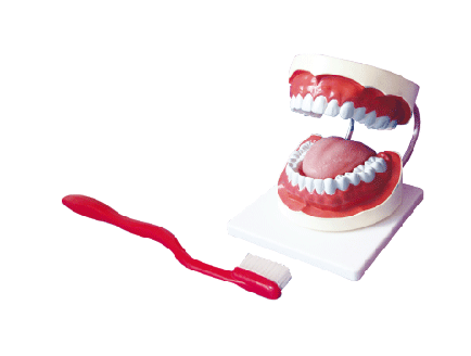  ZM1051-2牙保健模型