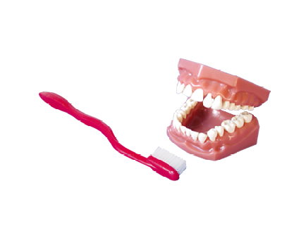  ZM1051牙保健模型