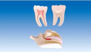 ZM1050  牙列与磨齿模型