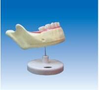 ZM1049-2 下颌乳牙解剖